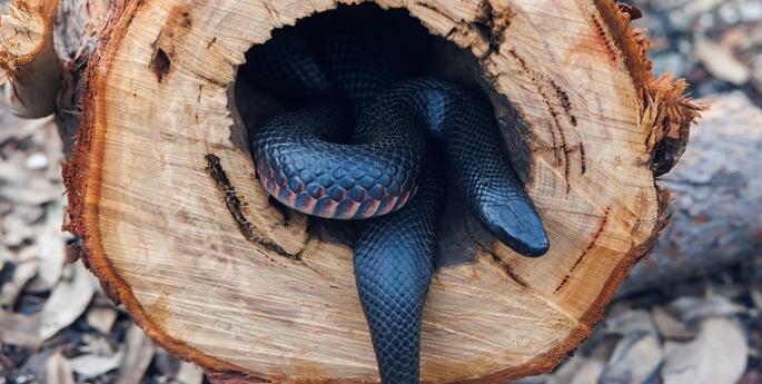Stage 1: Connecting to Country: Stories from Land, Water and Sky