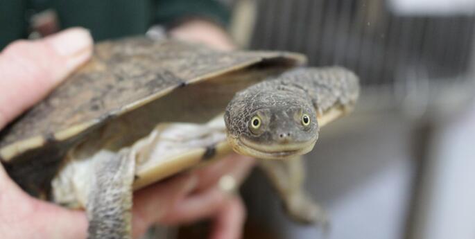 Stage 2: Caring for Country Together Walking Tour