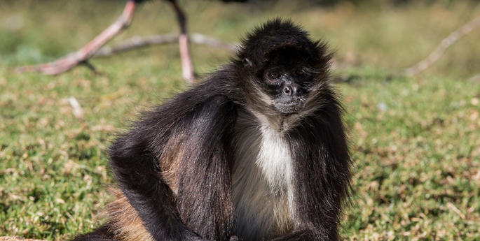 Stage 4 - Year 7: Classification of Living Things