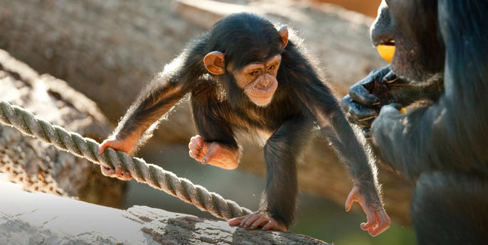 Stage 4: Classification of Living Things