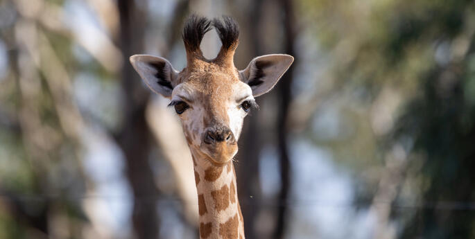 Keepers raise Giraffe calf at Dubbo Zoo