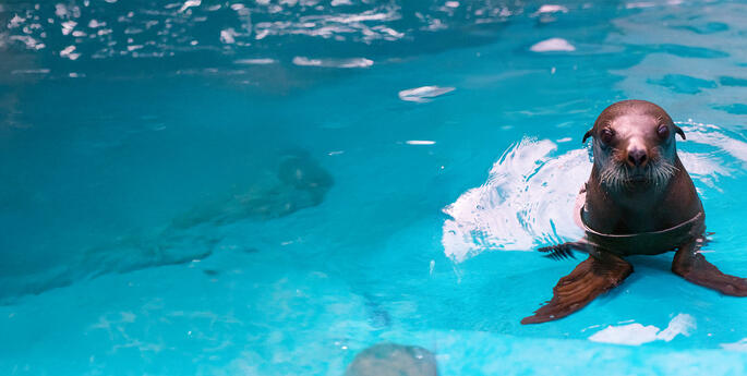 Seas the day - Endangered Australian Sea lion born at Taronga Zoo